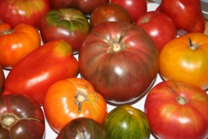 soorten-tomaten-planten